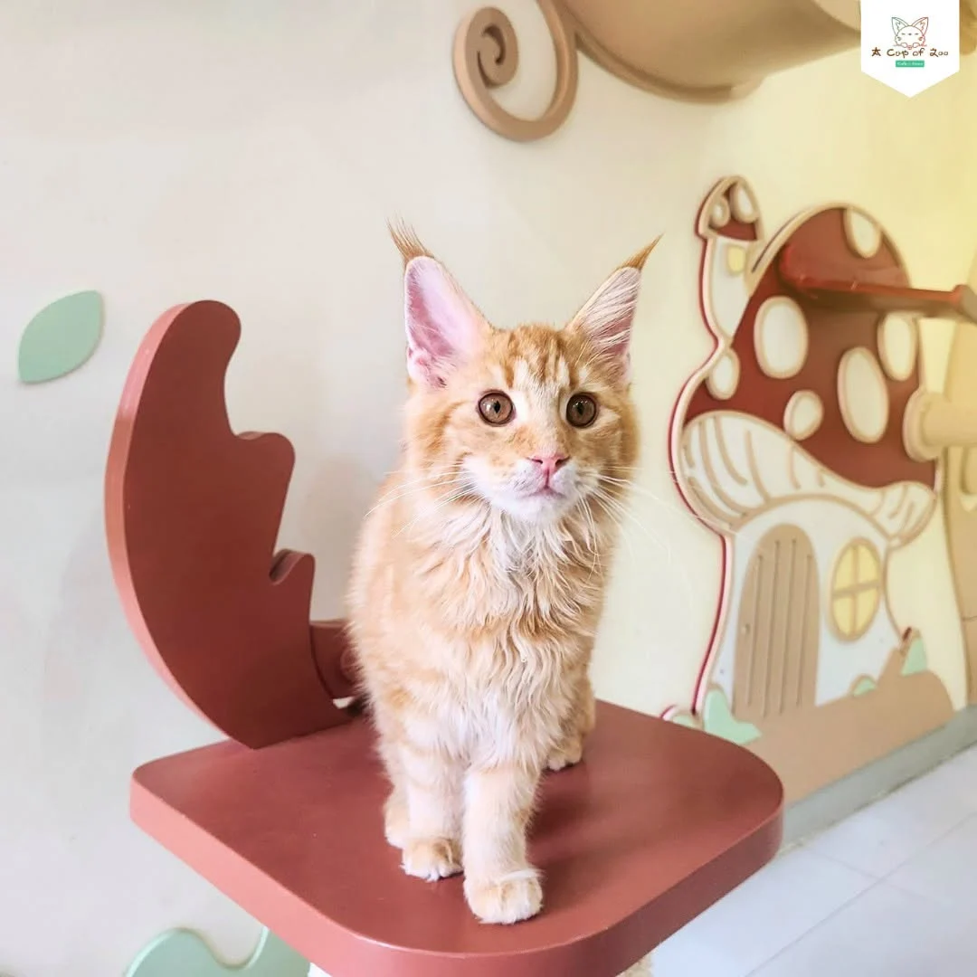 An orange cat sitting on a chair in the playroom