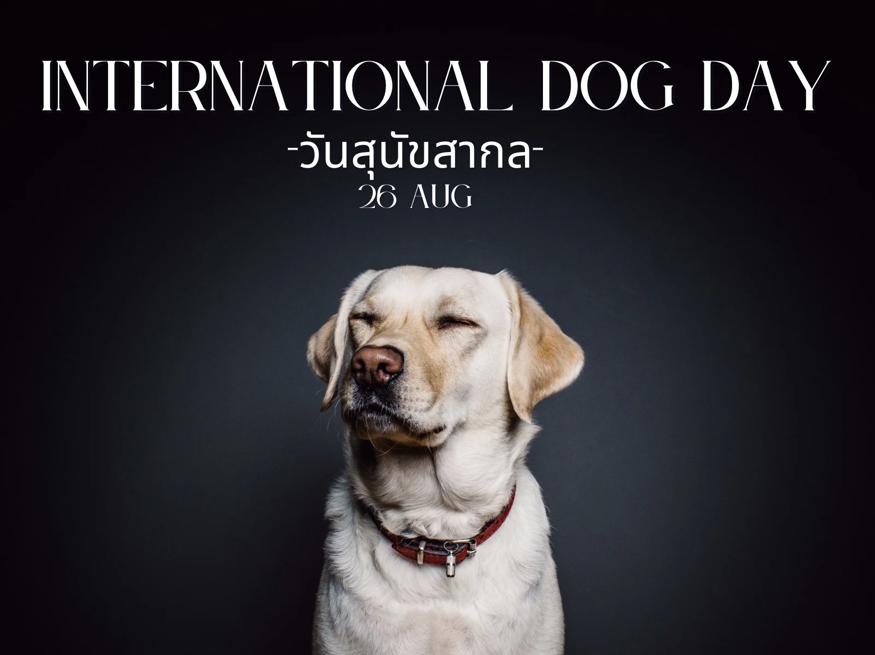 วันสุนัขสากล, International Dog Day, วันสุนัขโลก, ประวัติวันสุนัข, ความสำคัญของสุนัข, สุนัขบำบัด, สุนัขกู้ภัย